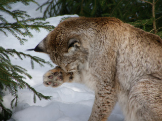 Обои Eurasian Lynx 320x240