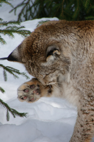 Обои Eurasian Lynx 320x480