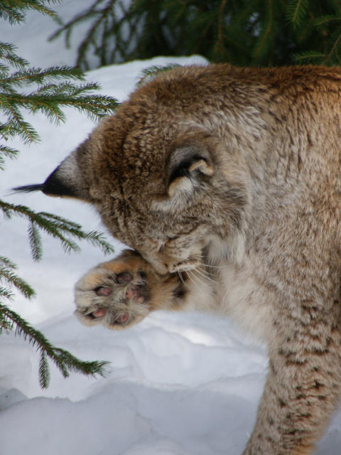 Eurasian Lynx screenshot #1 480x640
