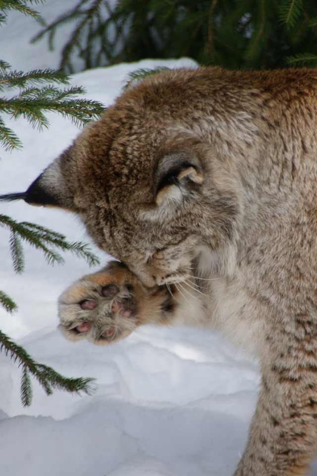 Eurasian Lynx screenshot #1 640x960