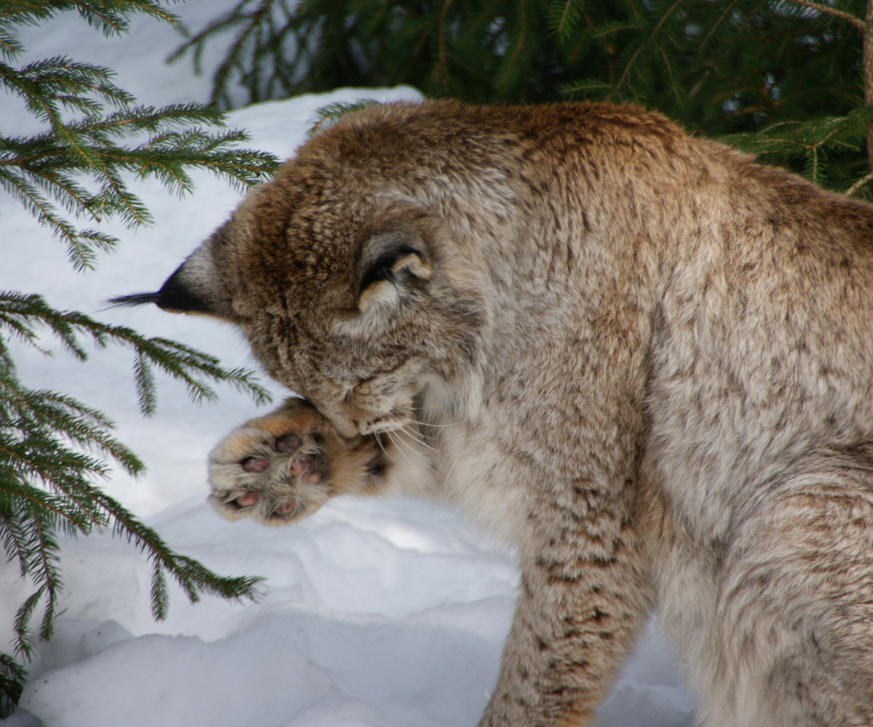 Fondo de pantalla Eurasian Lynx 960x800