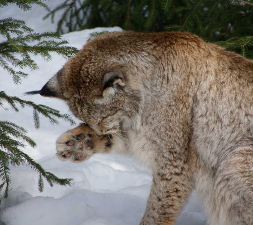 Eurasian Lynx screenshot #1 960x854
