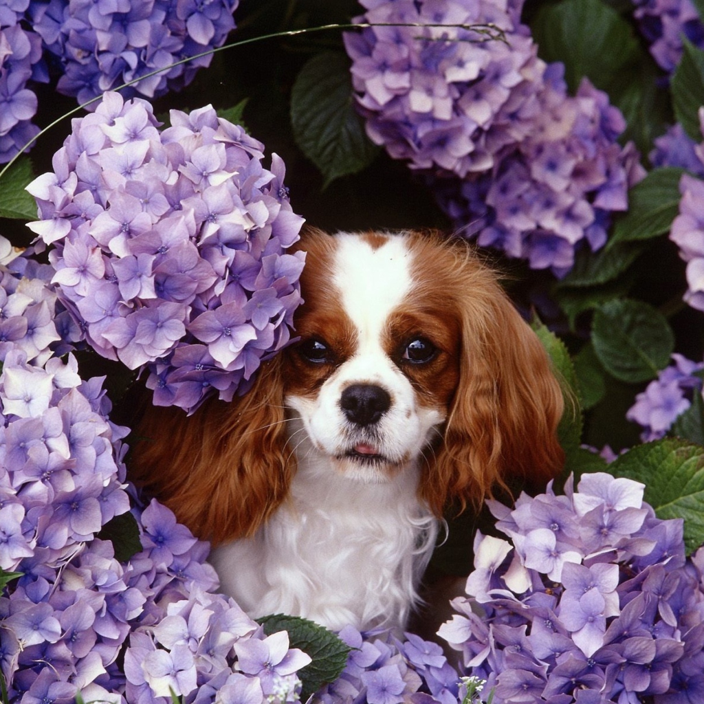 Lilac Puppy wallpaper 1024x1024