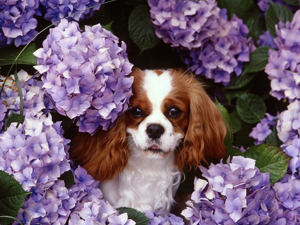 Lilac Puppy wallpaper 1024x768