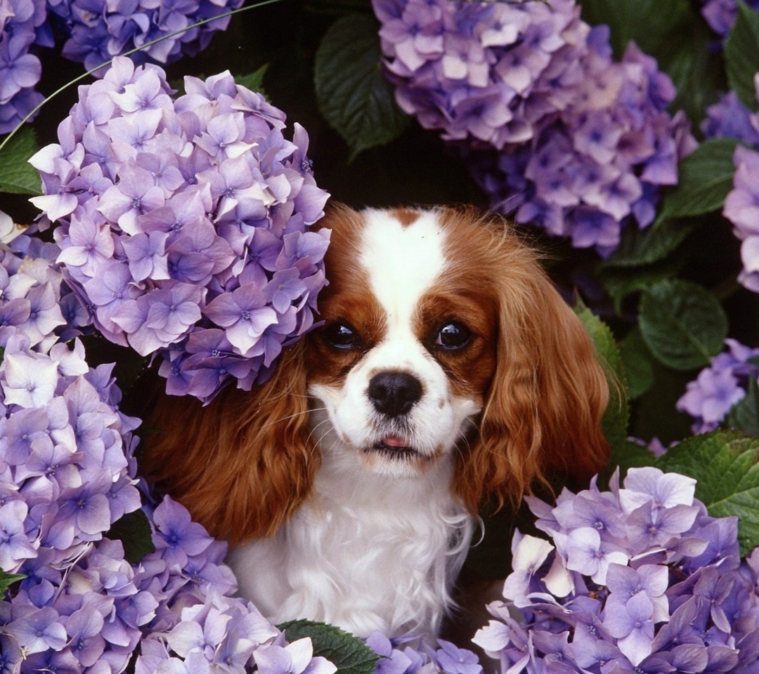 Lilac Puppy wallpaper 1080x960