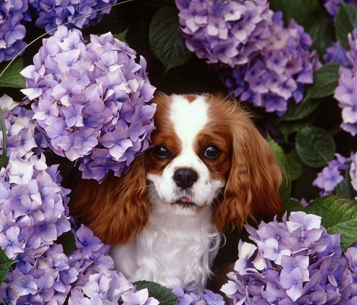 Lilac Puppy wallpaper 1200x1024
