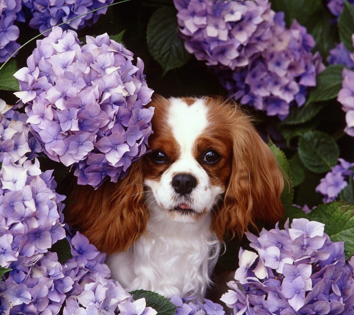 Sfondi Lilac Puppy 1440x1280