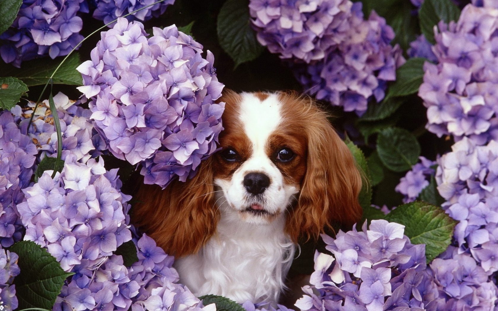 Screenshot №1 pro téma Lilac Puppy 1680x1050