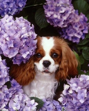 Lilac Puppy wallpaper 176x220