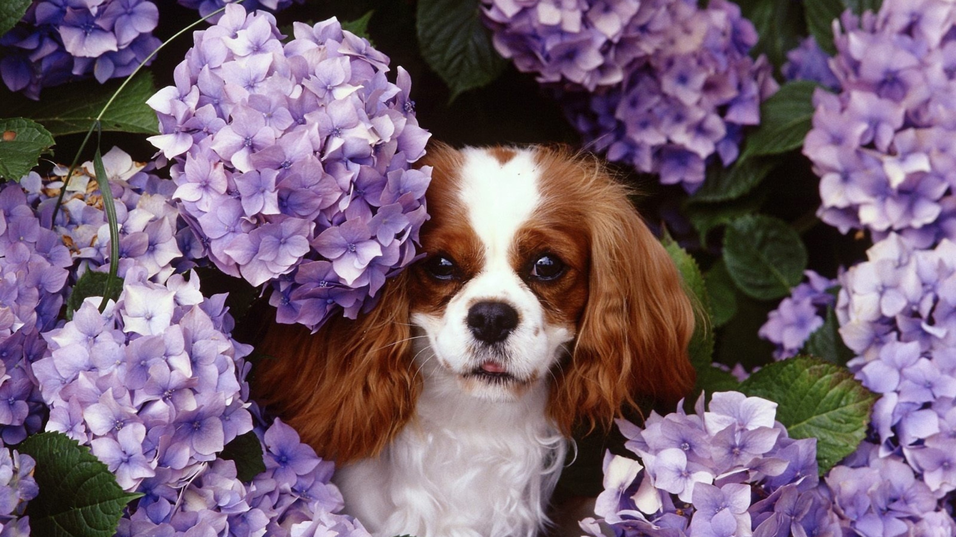 Lilac Puppy wallpaper 1920x1080