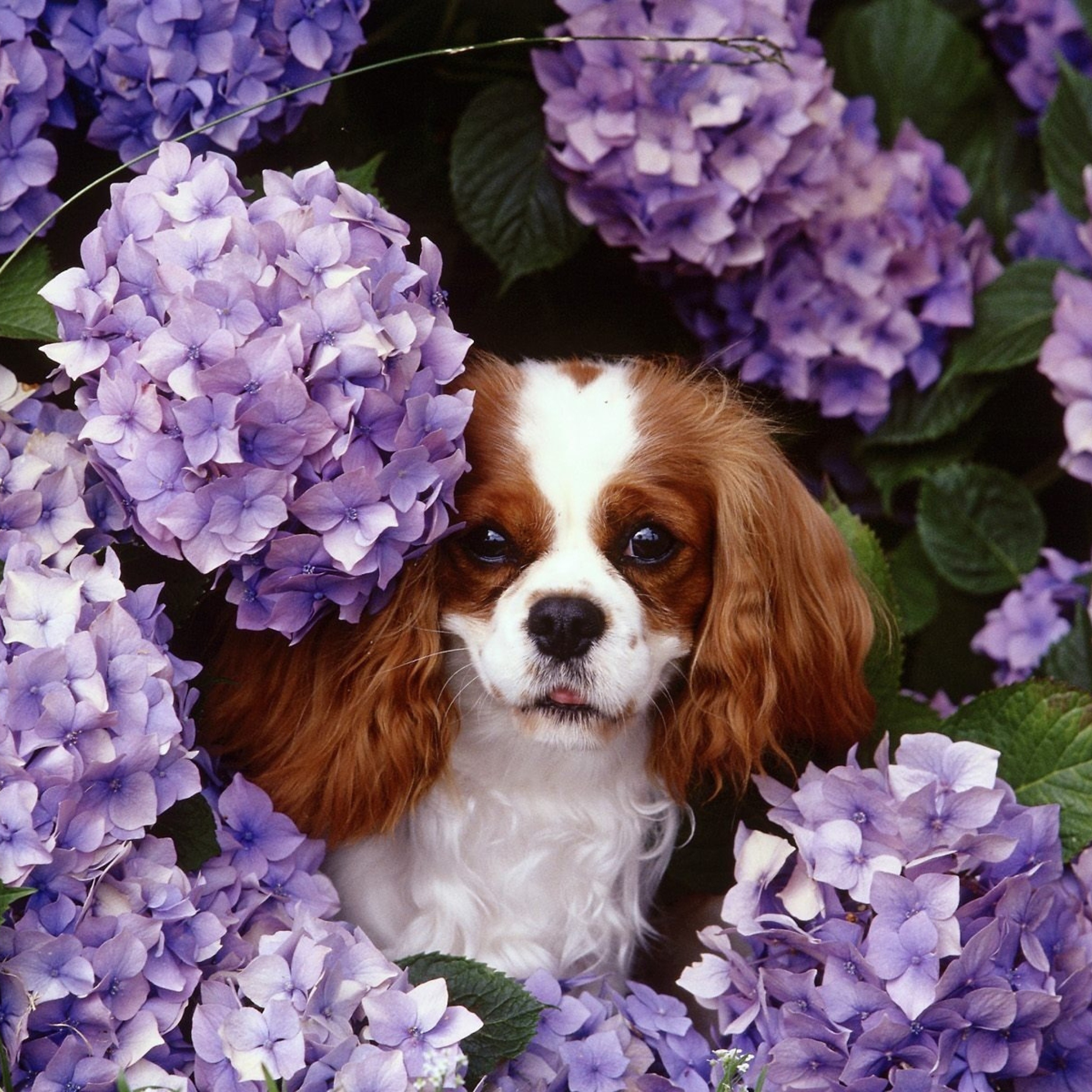Lilac Puppy wallpaper 2048x2048