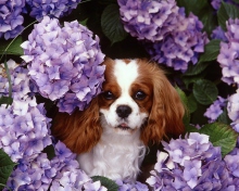 Sfondi Lilac Puppy 220x176