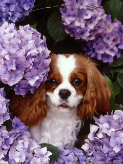 Das Lilac Puppy Wallpaper 240x320