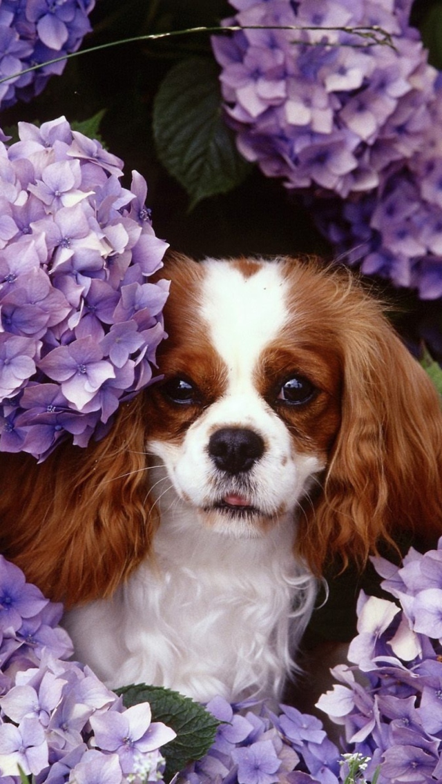 Lilac Puppy wallpaper 640x1136