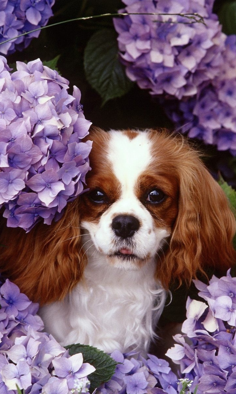 Das Lilac Puppy Wallpaper 768x1280
