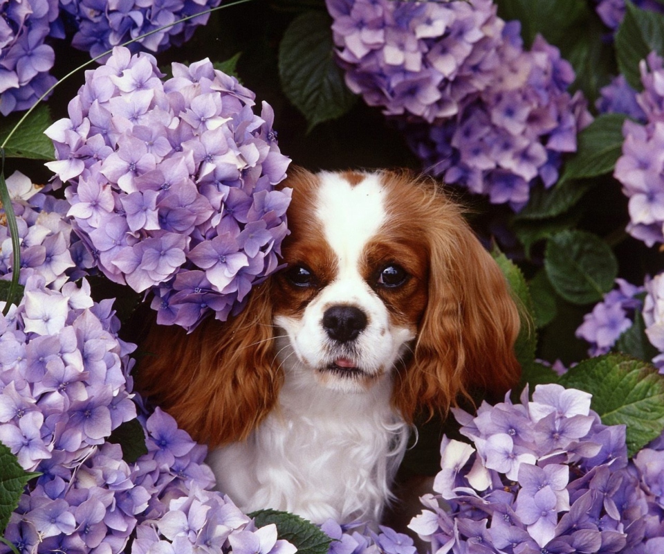 Lilac Puppy wallpaper 960x800