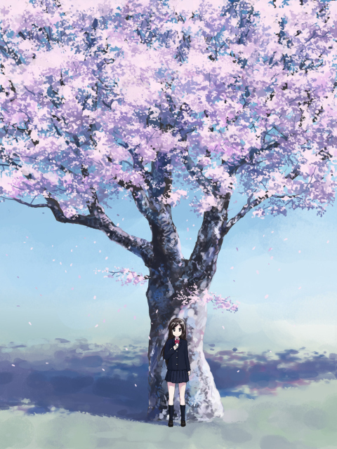 Das Girl And Sakura Wallpaper 480x640
