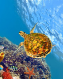 Das Colorful Underwater World Wallpaper 128x160