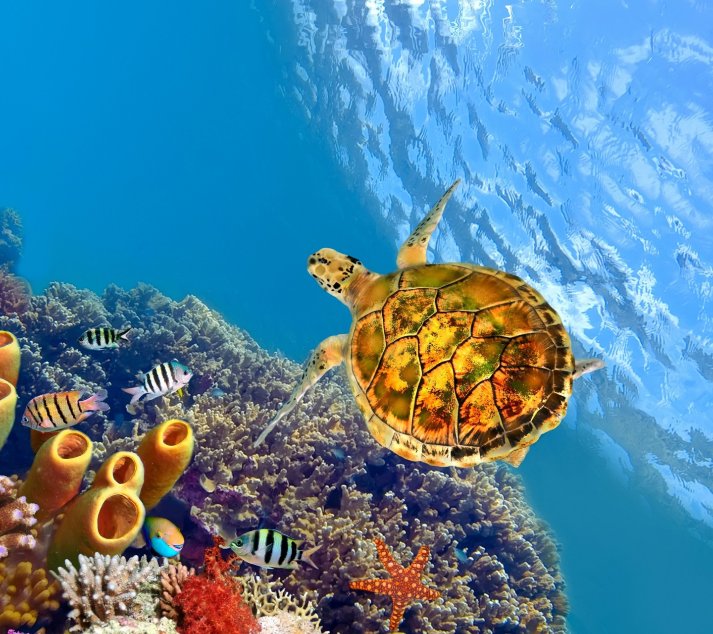 Das Colorful Underwater World Wallpaper 1440x1280