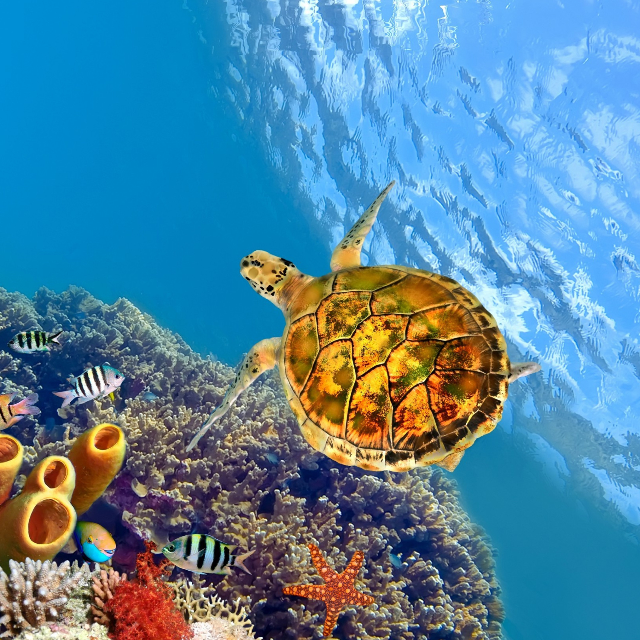 Das Colorful Underwater World Wallpaper 2048x2048