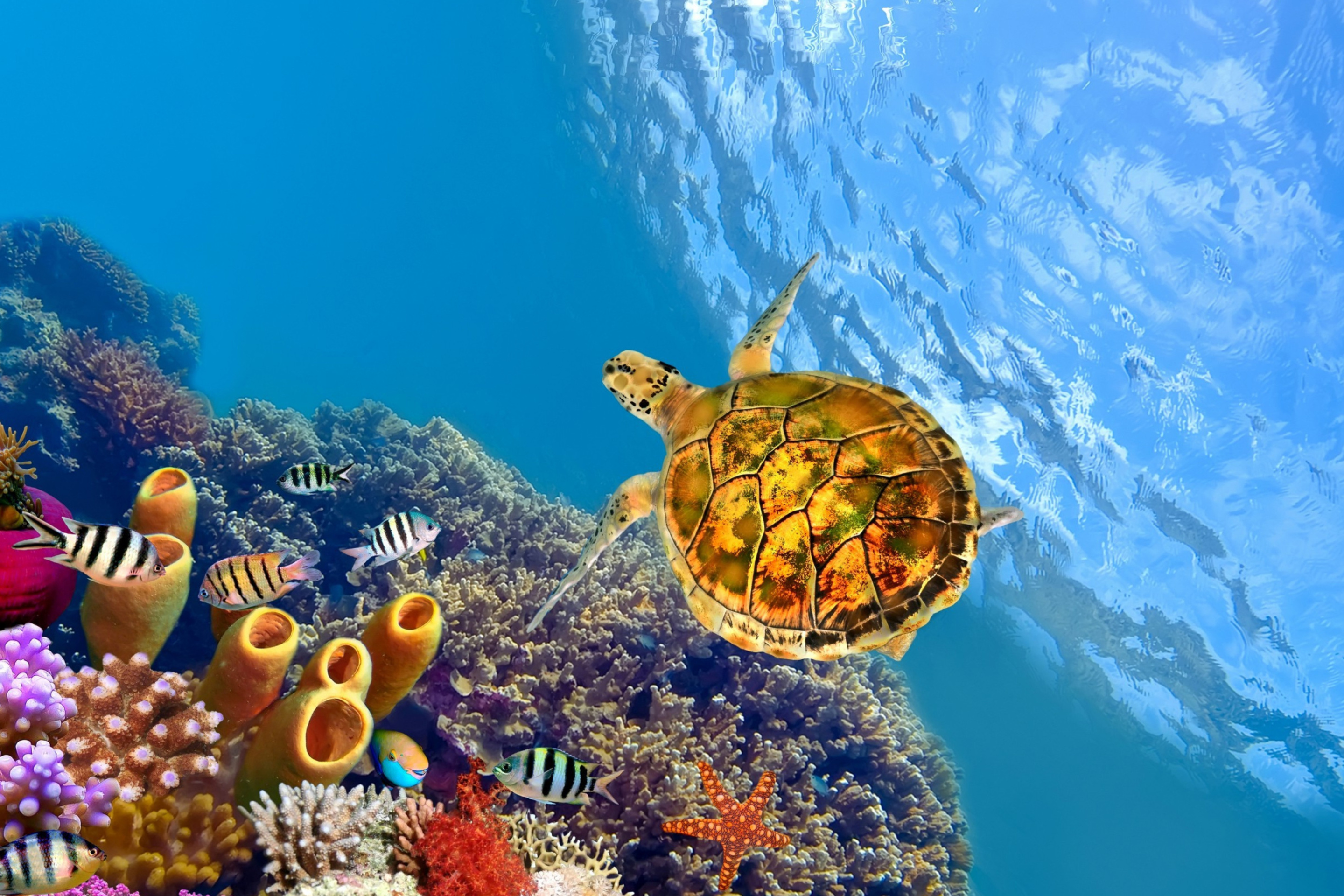 Обои Colorful Underwater World 2880x1920