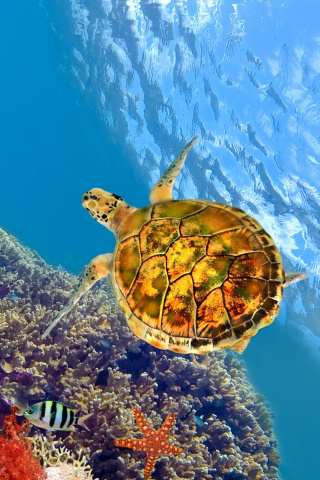 Fondo de pantalla Colorful Underwater World 320x480