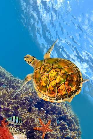 Colorful Underwater World wallpaper 320x480