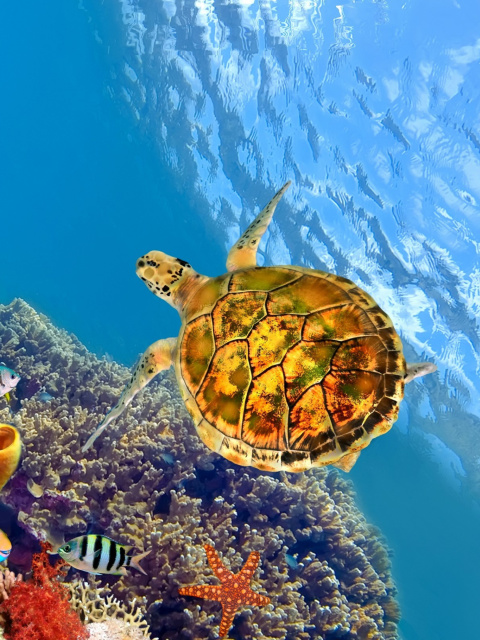 Colorful Underwater World wallpaper 480x640