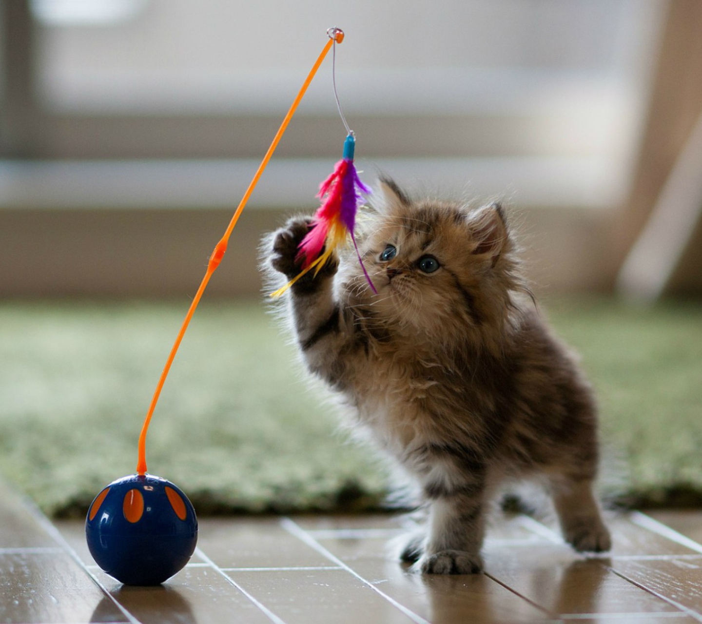 Sfondi Funny Kitten 1440x1280