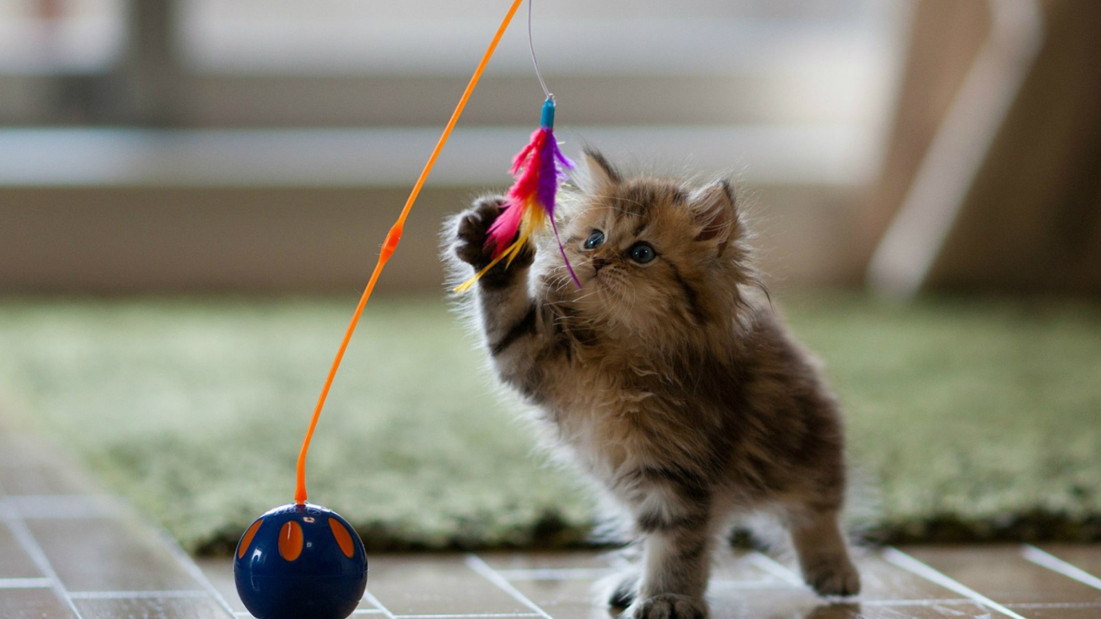 Sfondi Funny Kitten 1600x900