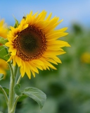 Das Sunflower Wallpaper 128x160