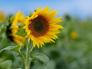 Fondo de pantalla Sunflower 320x240