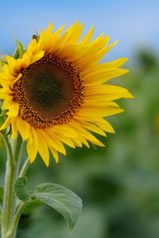 Sfondi Sunflower 320x480