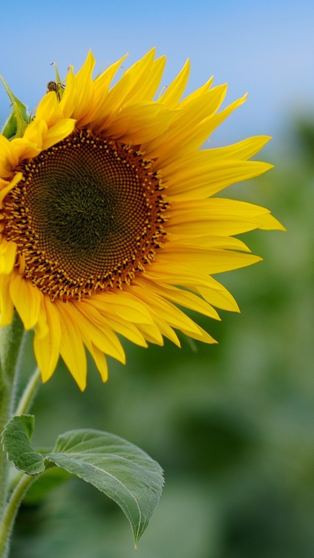 Fondo de pantalla Sunflower 640x1136