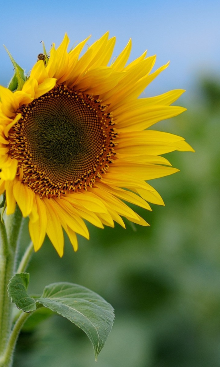 Fondo de pantalla Sunflower 768x1280