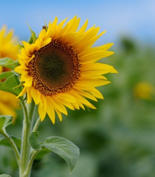 Sunflower sfondi gratuiti per 320x480