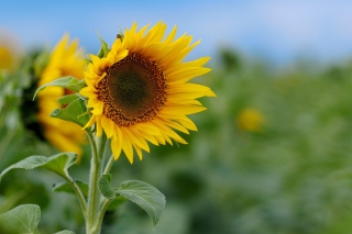 Sunflower papel de parede para celular para Sony Xperia Z3 Compact
