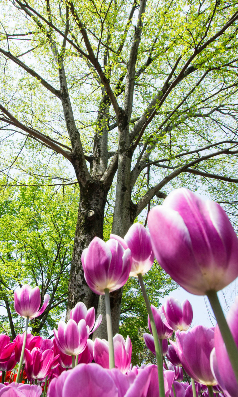 Screenshot №1 pro téma Bokeh Tulips Field 768x1280