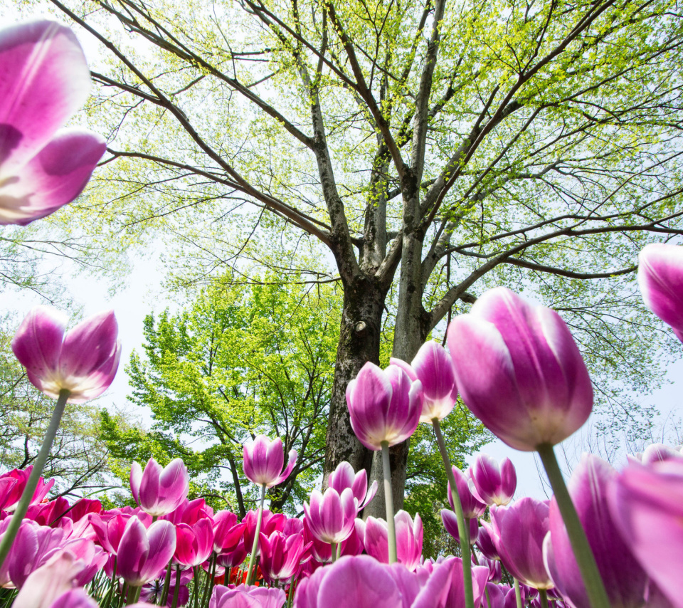 Das Bokeh Tulips Field Wallpaper 960x854