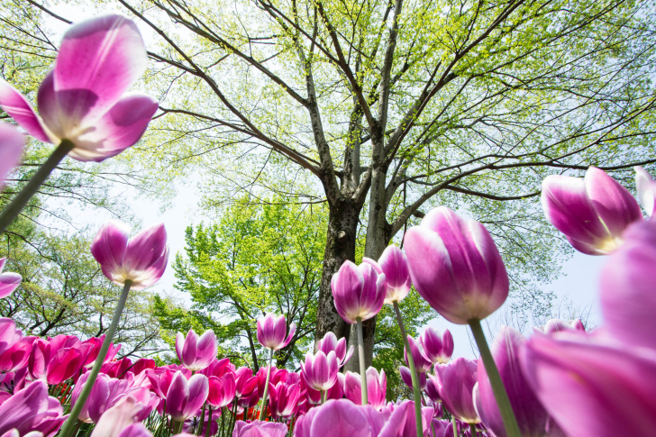 Sfondi Bokeh Tulips Field