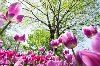 Free Bokeh Tulips Field Picture for Android, iPhone and iPad