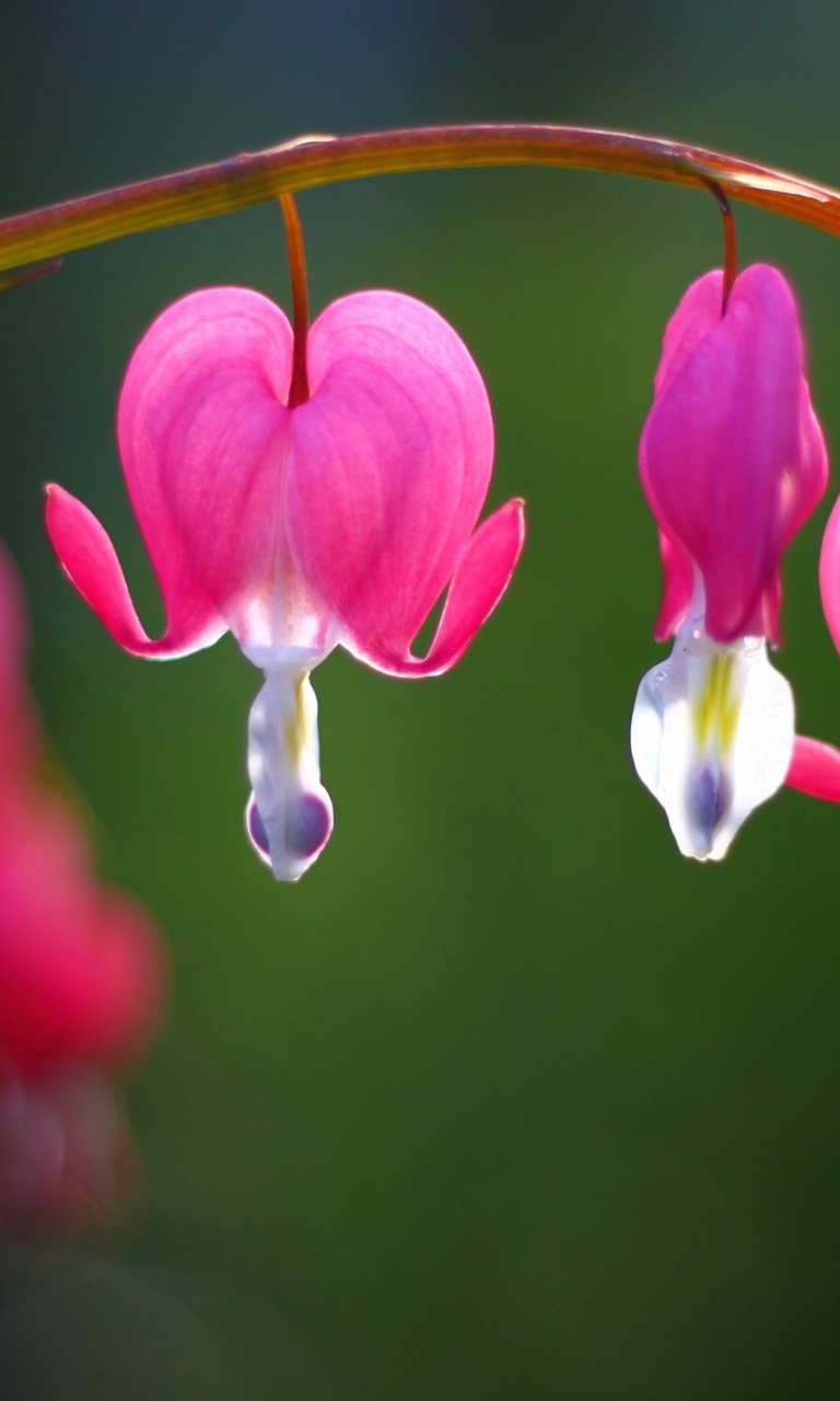 Fondo de pantalla Flower Bleeding Heart 768x1280