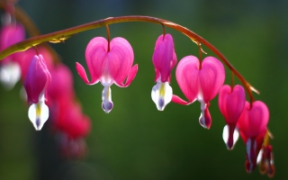 Free Flower Bleeding Heart Picture for Android, iPhone and iPad