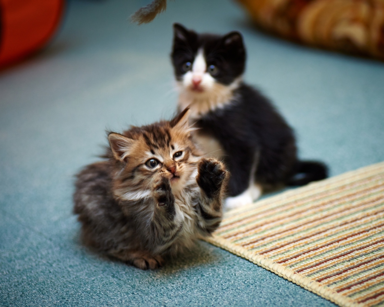 Kittens Playing wallpaper 1280x1024