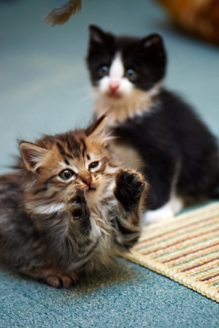 Kittens Playing wallpaper 320x480