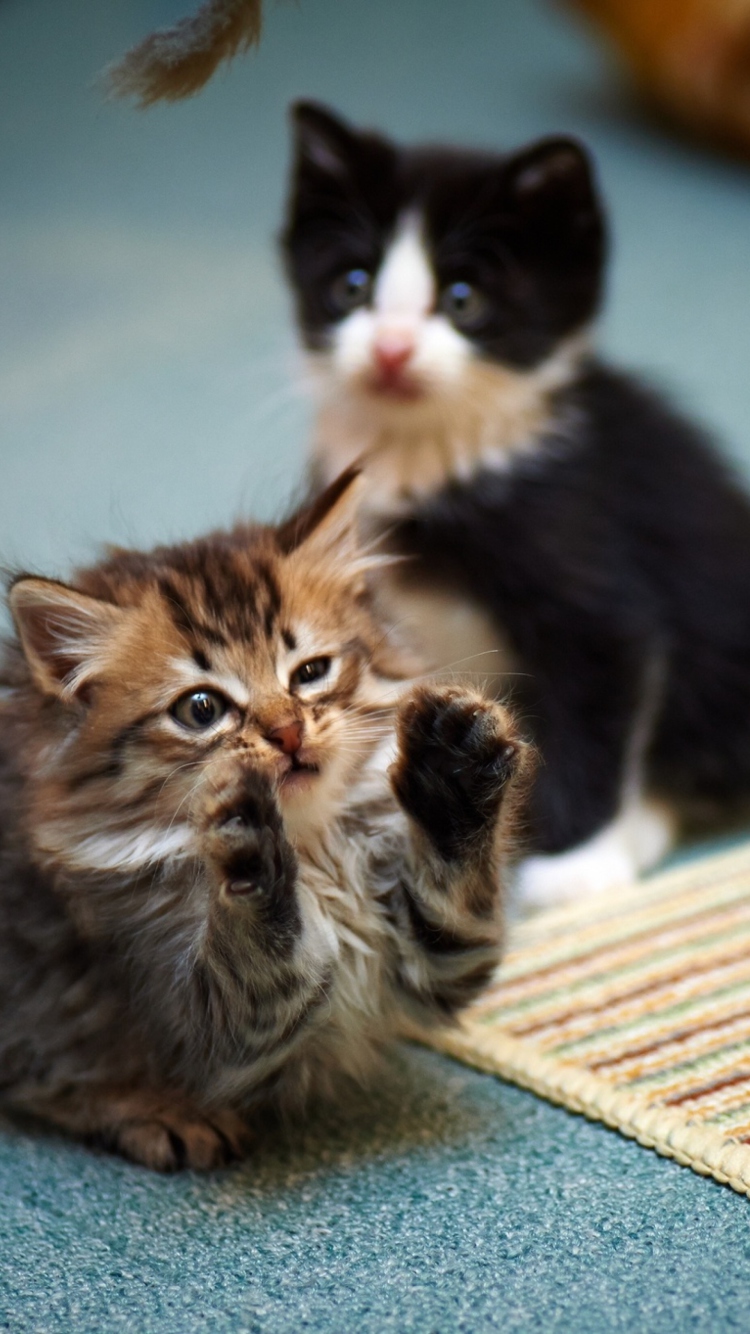 Das Kittens Playing Wallpaper 750x1334