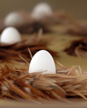 Chicken Egg screenshot #1 176x220