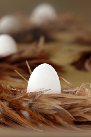 Chicken Egg screenshot #1 320x480