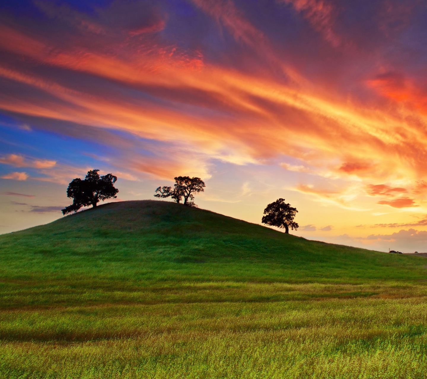 Fondo de pantalla Sunset In California 1440x1280