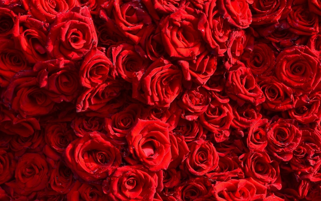 Das Roses flowering plant Wallpaper 1280x800